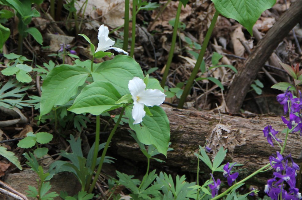 Large-Flower Trilium